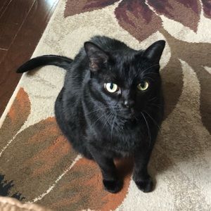 Meet your Posher, Sam